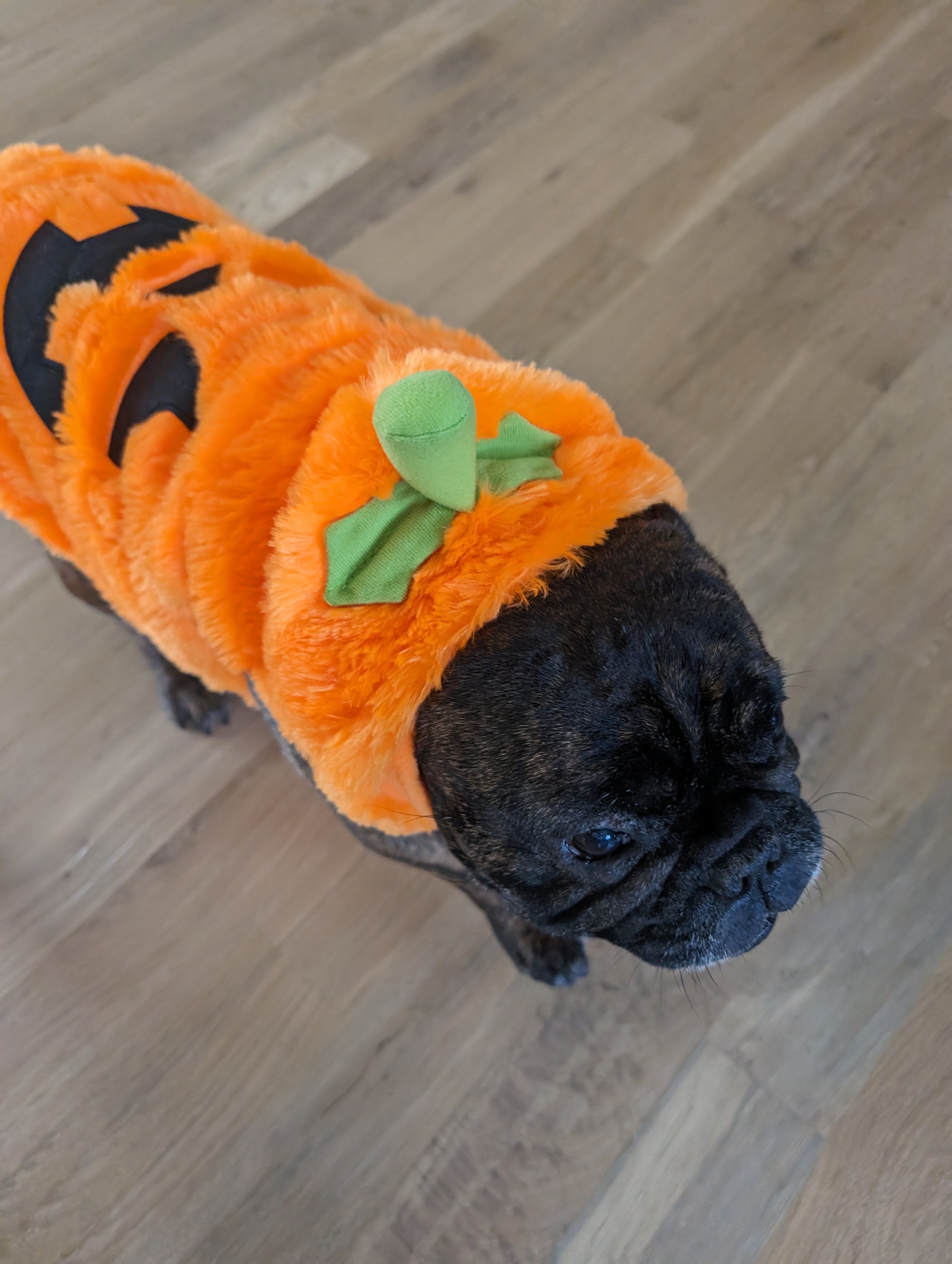 Dog halloween pumpkin