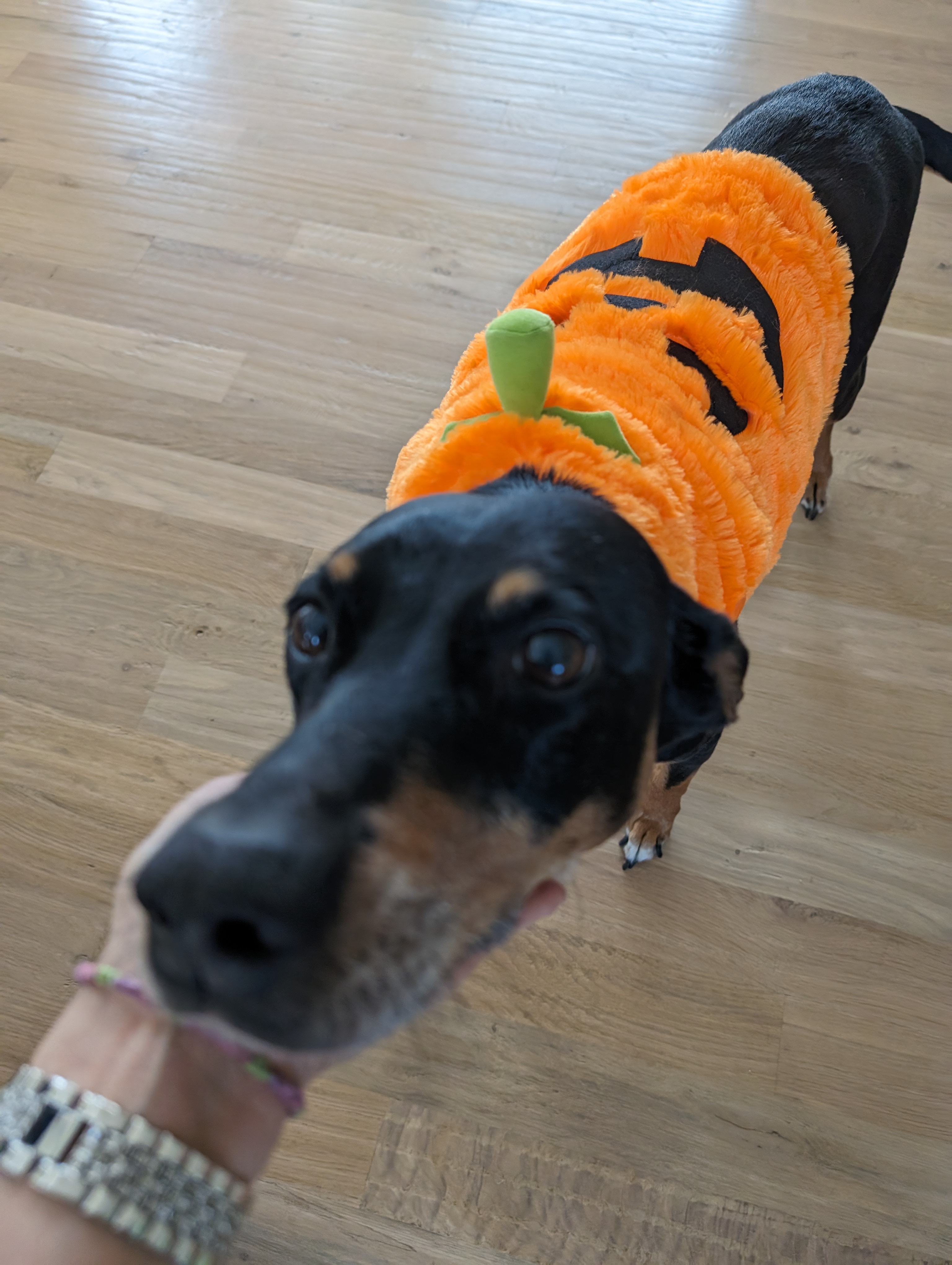 Dog halloween pumpkin