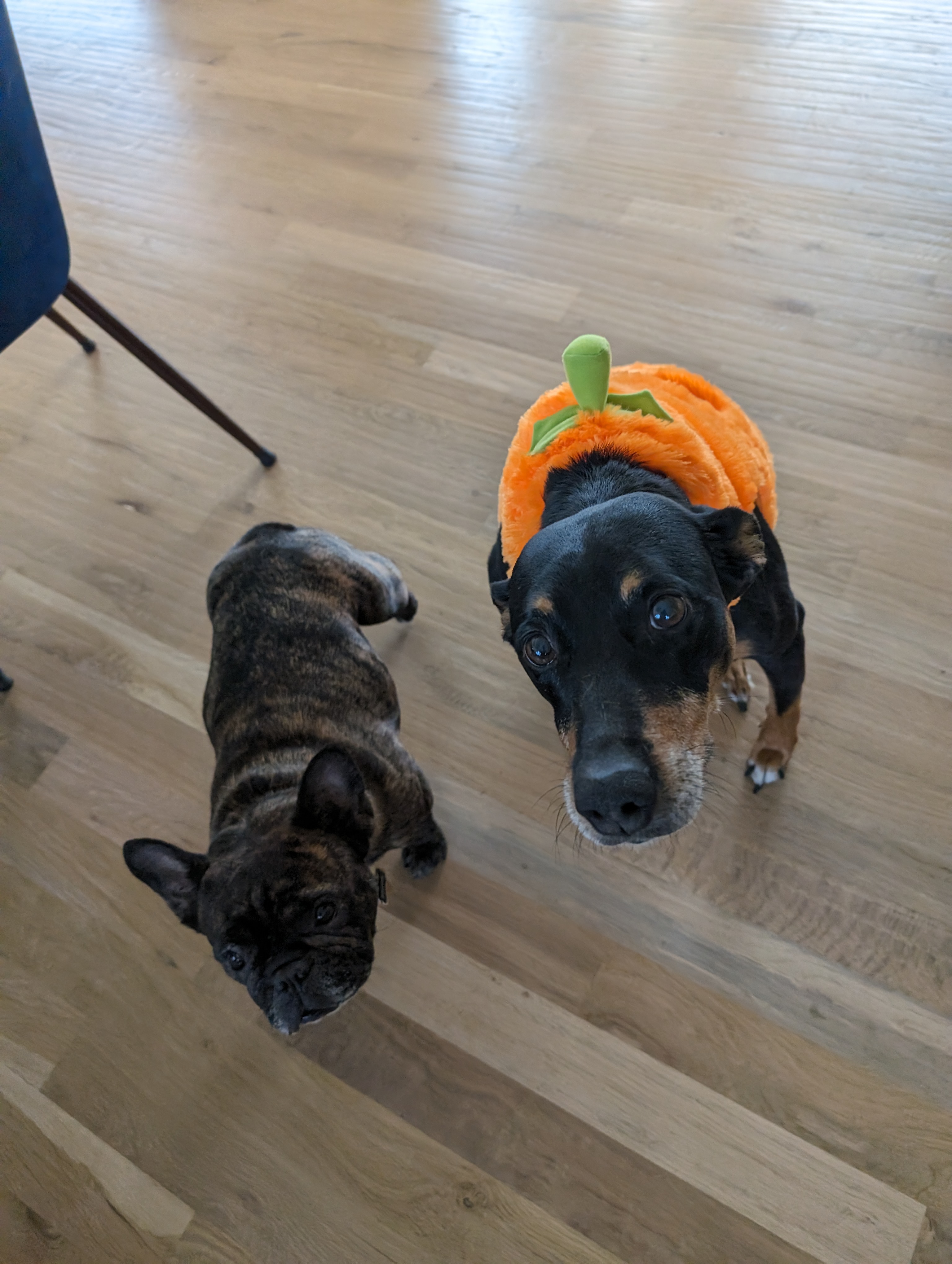 Dog halloween pumpkin
