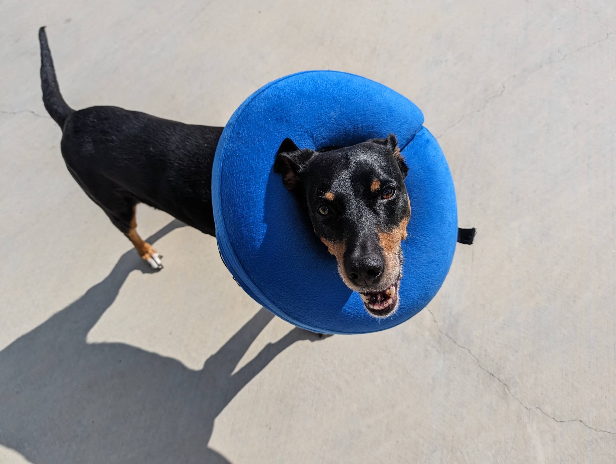 Best amazon dog neck pillow